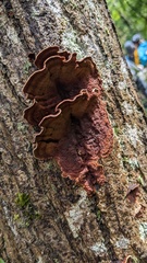 Punctularia strigosozonata