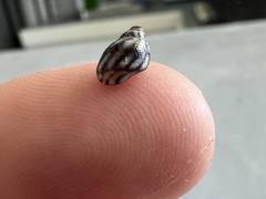 Echinolittorina ziczac