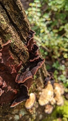 Punctularia strigosozonata
