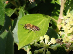 Colletes hederae