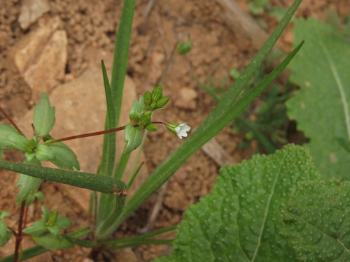 Viviania tenuicaulis (Viviania tenuicaulis)