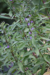 Hygrophila pogonocalyx