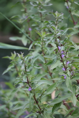 Hygrophila pogonocalyx