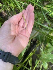 Carex stipata