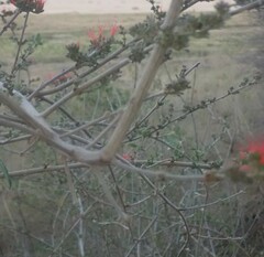 Combretum microphyllum