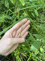 Carex stipata