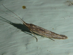 Coleophoridae