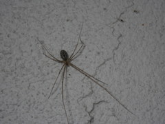 Holocnemus pluchei