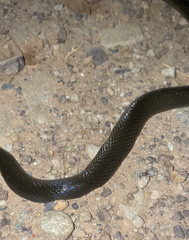 Lycodonomorphus rufulus