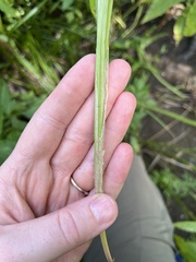 Carex stipata
