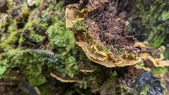 Phellinus xeranticus