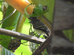 Empidonax minimus