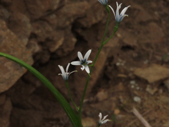 Tecophilaea violiflora