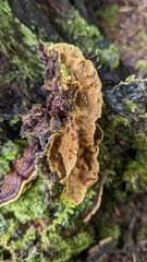 Phellinus xeranticus