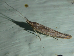 Coleophoridae