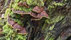 Phellinus xeranticus