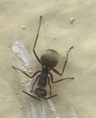 Camponotus textor