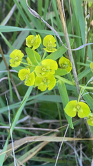 Euphorbia virgata