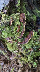 Phellinus xeranticus