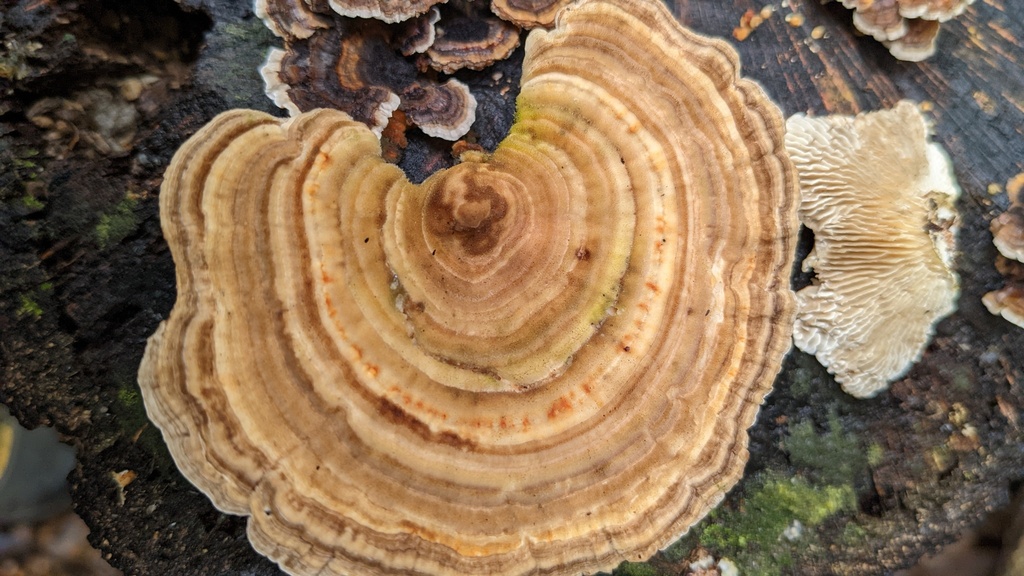 Trametes betulina · October 2022 · photo: © atsushi_nakajima_cirque (iNaturalist, cc-by)