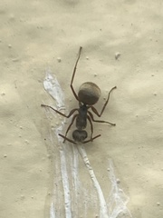 Camponotus textor