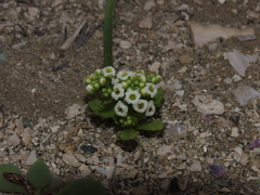 Menonvillea minima
