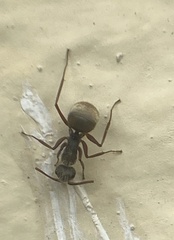Camponotus textor