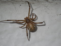 Latrodectus hesperus