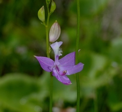 Calopogon tuberosus