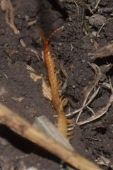 Geophilus flavus