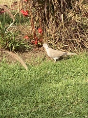 Streptopelia decaocto