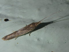 Coleophoridae