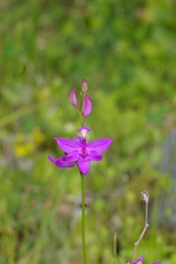 Calopogon tuberosus