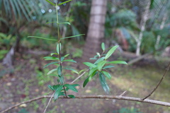 Psiloxylon mauritianum