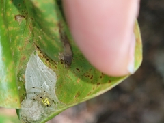 Phylloneta pictipes