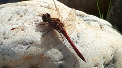 Sympetrum vulgatum