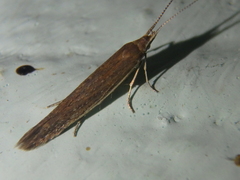 Coleophoridae