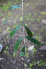 Psiloxylon mauritianum