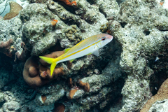 Mulloidichthys martinicus