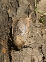 Ufeus plicatus