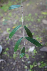 Psiloxylon mauritianum