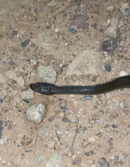 Lycodonomorphus rufulus