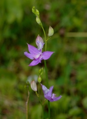 Calopogon tuberosus