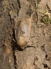Ufeus plicatus