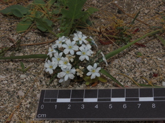 Zephyra compacta