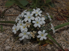 Zephyra compacta