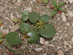 Dioscorea fastigiata