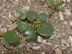 Dioscorea fastigiata