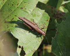 Paroxya clavuligera