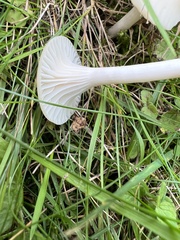 Cuphophyllus borealis